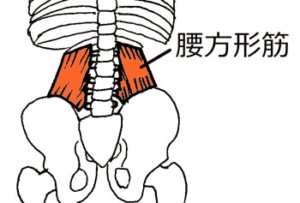 腰痛や歪みに関係【筋肉図鑑】腰方形筋