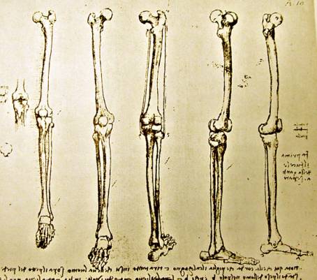 足の構造はすごい！【骨図鑑】足根骨・中足骨・指節骨