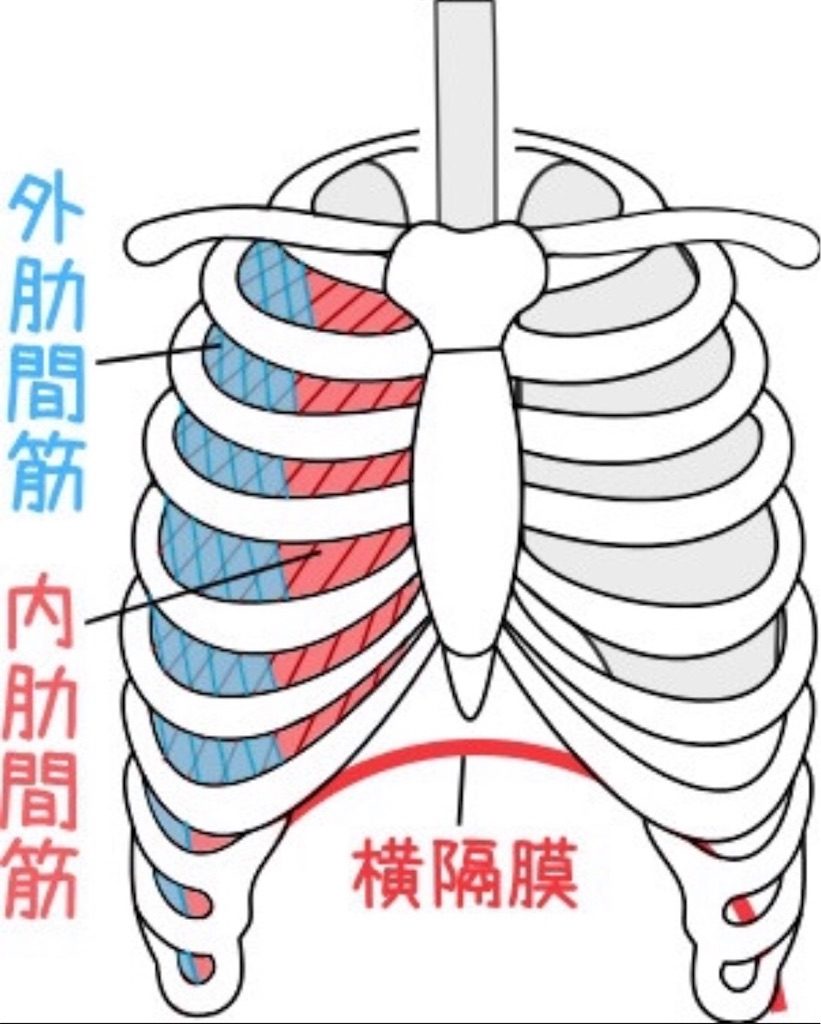 肋間筋 筋肉図鑑 深呼吸でうごく 海老名の整体 骨盤矯正 身体のゆがみは海老名すずらん整体院