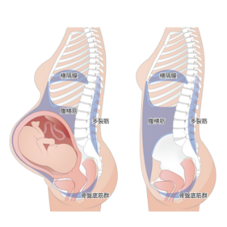 産後に関係深い骨盤底筋
