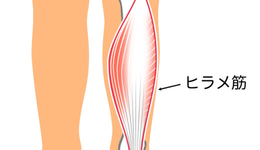第二の心臓・ヒラメ筋